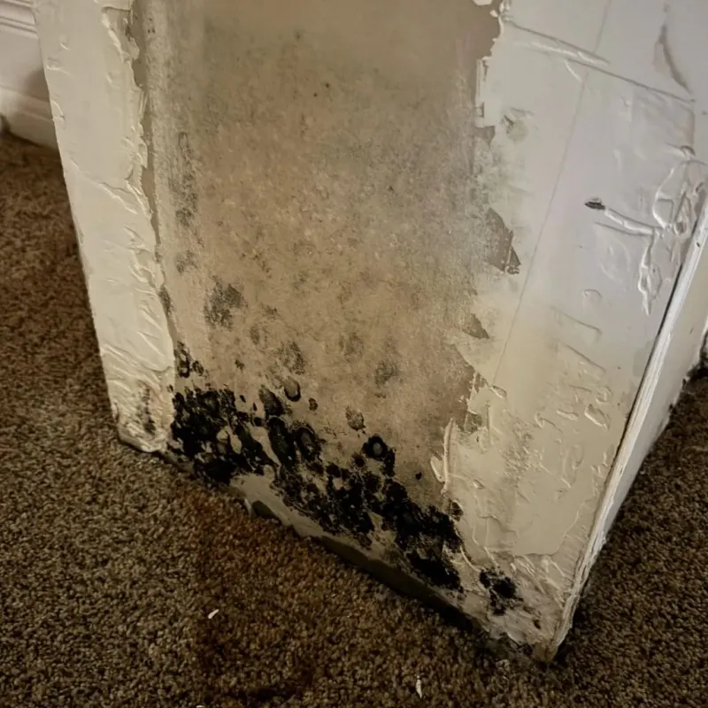 Professional Mold Removal in Lander County, NV